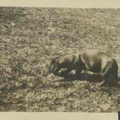 Dachshund on grass