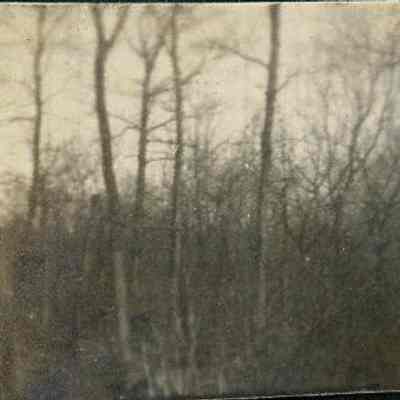 Woodland