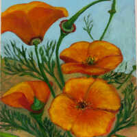 California Poppies