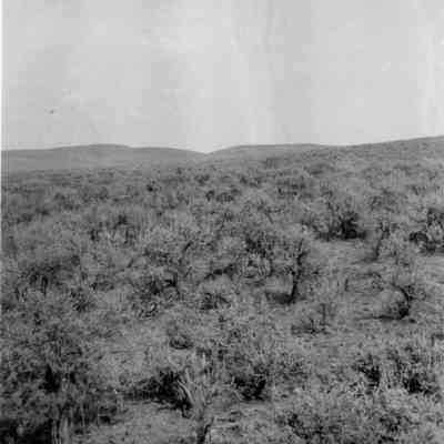 Sagebrush Landscape