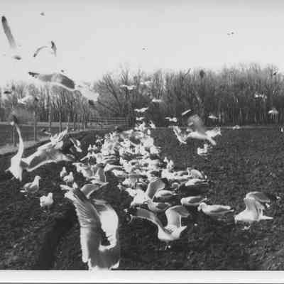 Seagulls in Harvey Field