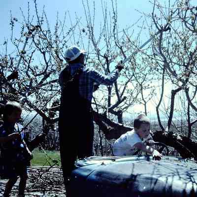Manning Orchard