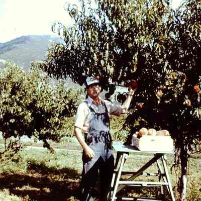 Manning Orchard