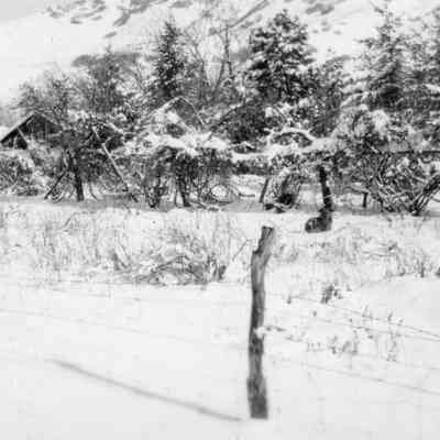 Snowy Fenceline