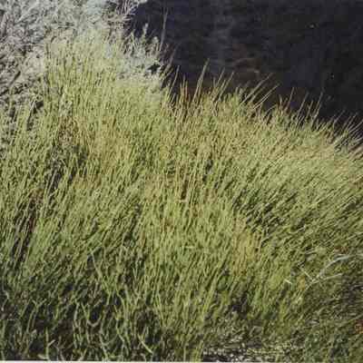 Grass