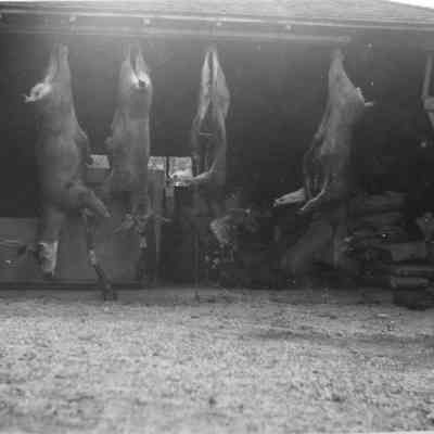 Deer Hunt