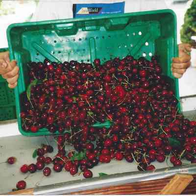 Manning Cherries