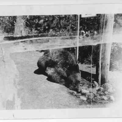 CCC Bear Encounter