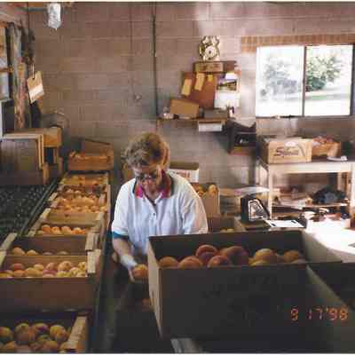 Manning Peach Harvest