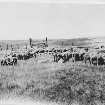 Antelope Island Sheep