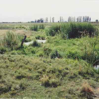 Field