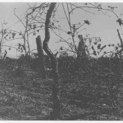 Gleason Vineyard
