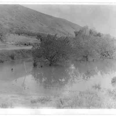 Criddle Apricot Orchard Flooded