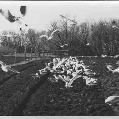 Seagulls Feasting in Field