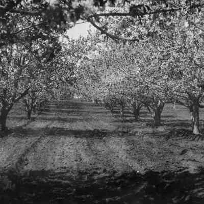 Butcher Cherry Orchard in Bloom