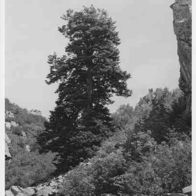 Snow Horse Fir