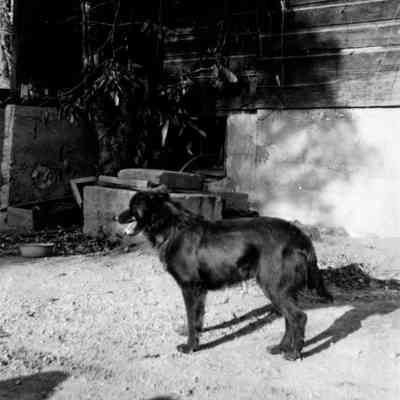 Dog Next to Building