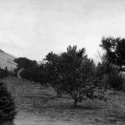 Butcher Orchard Property