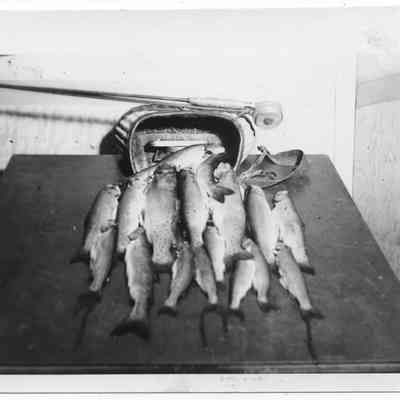 A Catch of Fish