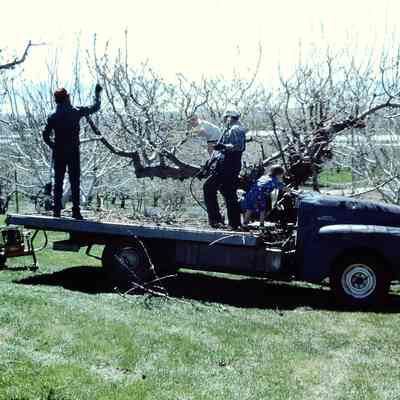 Manning Pruning Project