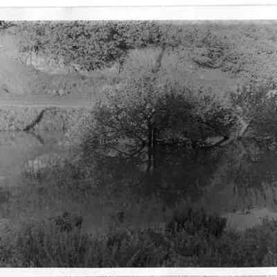 Criddle Orchard Flooded