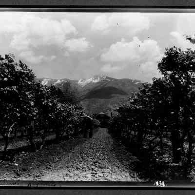 Gleason Orchard