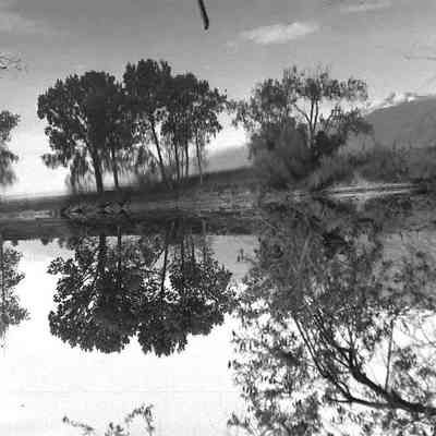 Pond with Trees