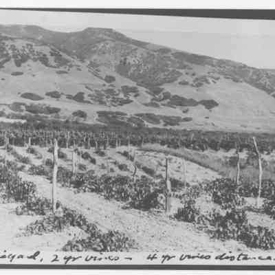 Gleason Vineyard