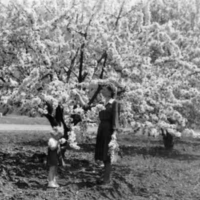 Butcher Orchard in Bloom