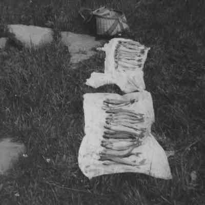 Fish on Towels