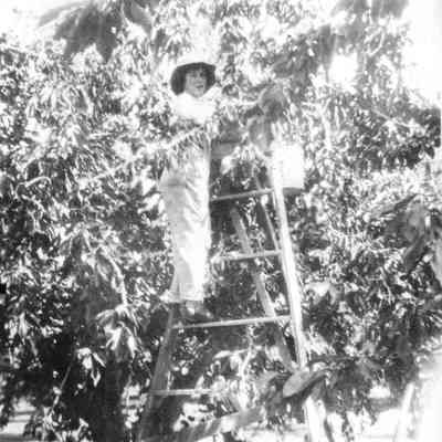 Butcher Orchard Picker