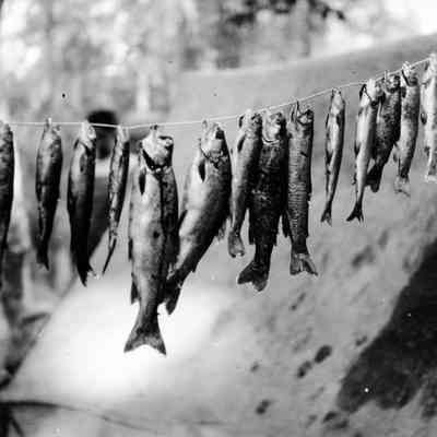 Brook Trout