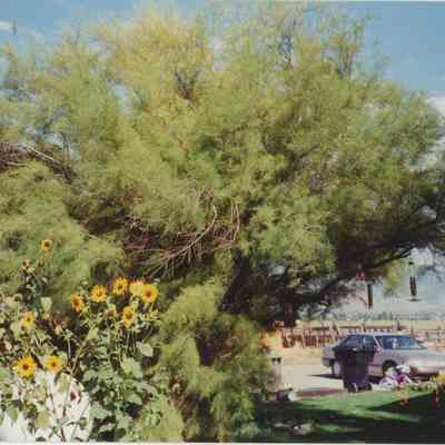 Harris Spring