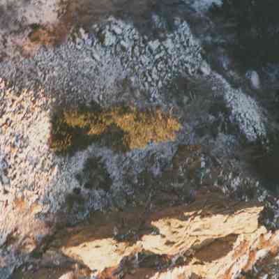 White Fir in Webb Canyon