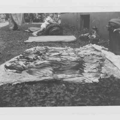 Fish on Display