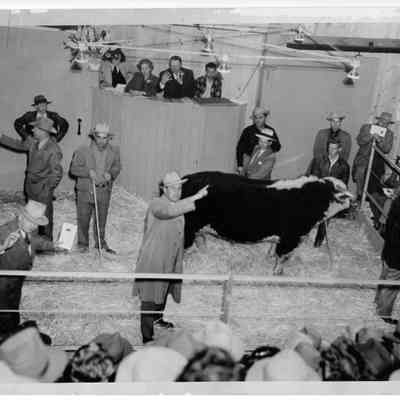 Cattle Auction