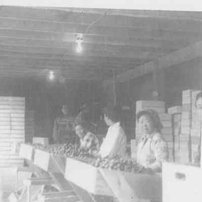 Japanese and German Workers at Rock Loft