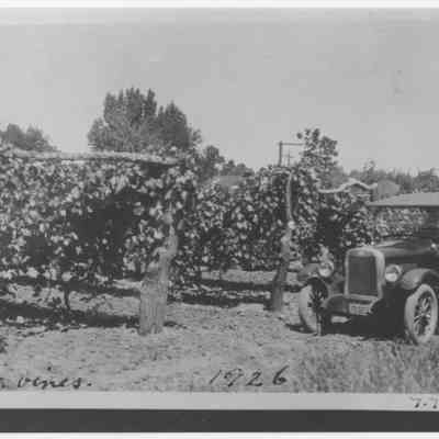 Gleason Vineyard