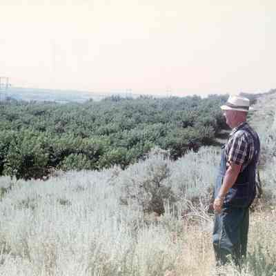 Burton Overlooks Orchard
