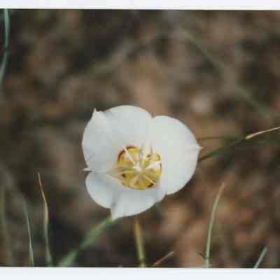Sego Lilly