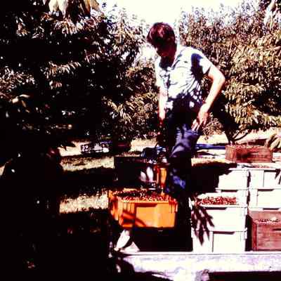 Manning Cherry Harvest