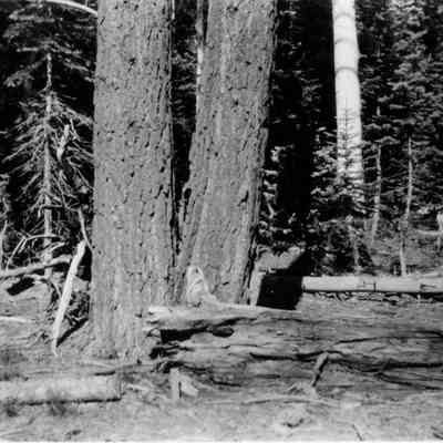 Kaibab Forest
