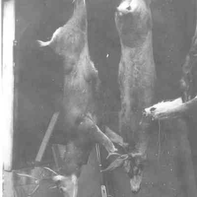 Deer Carcasses