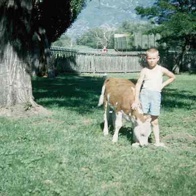Hill Child With Pet Calf