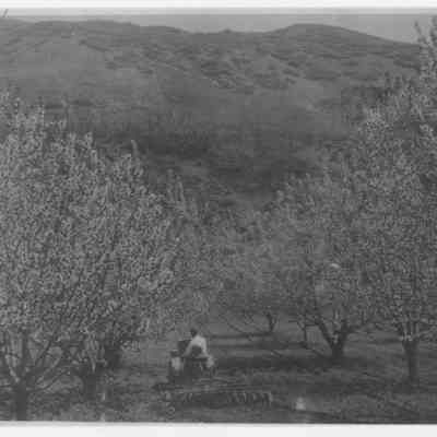 Butcher Orchard