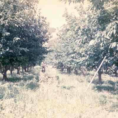 Burton Orchard