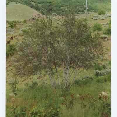 Curl Leaf Mountain Mahogany