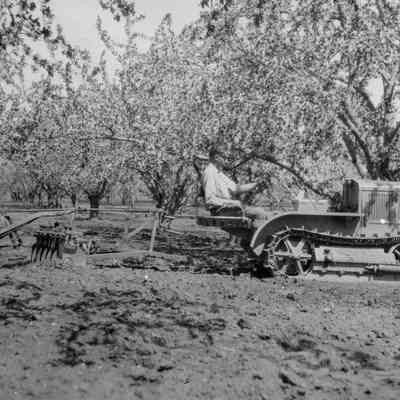 Butcher Orchard Cultivation