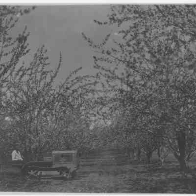 Butcher Cherry Orchard