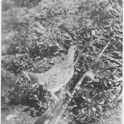Grouse